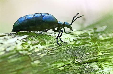 Insekten im Blick: Der Maiwurm ist ein Käfer mit Gift an Bord - Rems ...