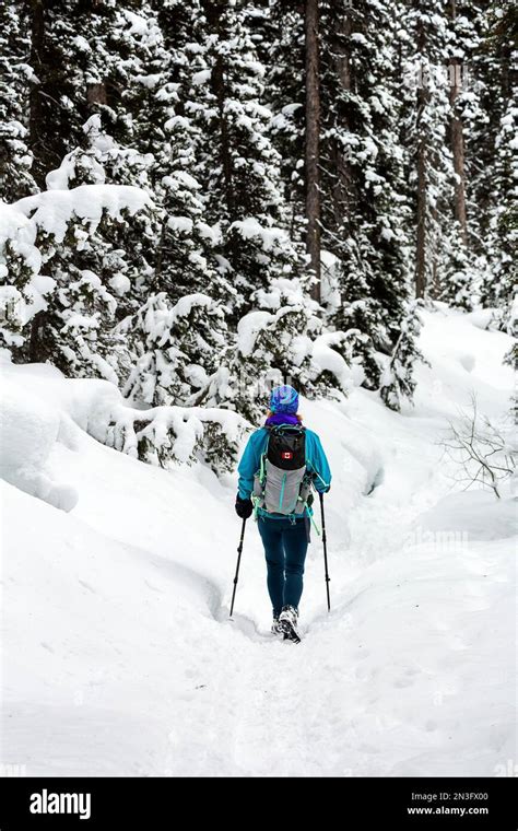 Female snowshoeing on a snow-covered trail with snow-covered evergreens in Banff National Park ...