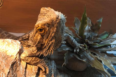 3 Best Bearded Dragon Terrariums