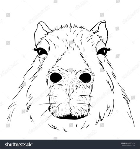 Vector Illustrated Portrait of Capybara isolated - Royalty Free Stock Vector 449575174 - Avopix.com