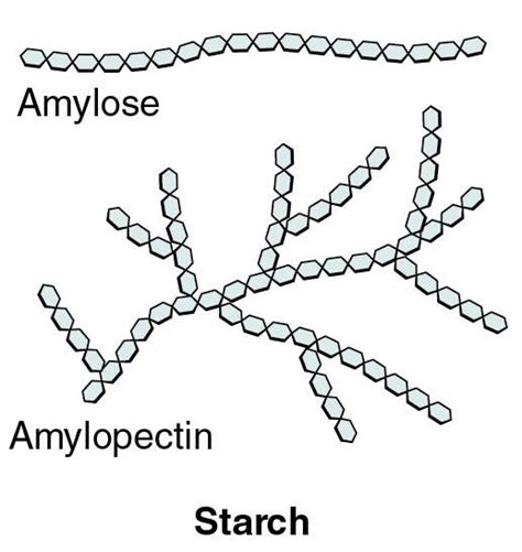 أميلوبكتين Amylopectin – مصادر الكيمياء