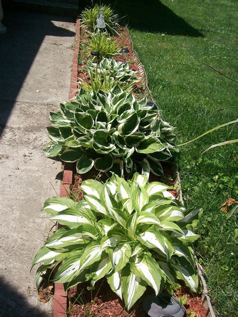 Hostas | Flower garden, Garden landscaping, Front landscaping