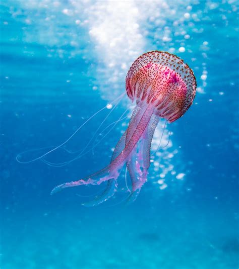 Shallow Focus Photo of Pink and Brown Jellyfish · Free Stock Photo