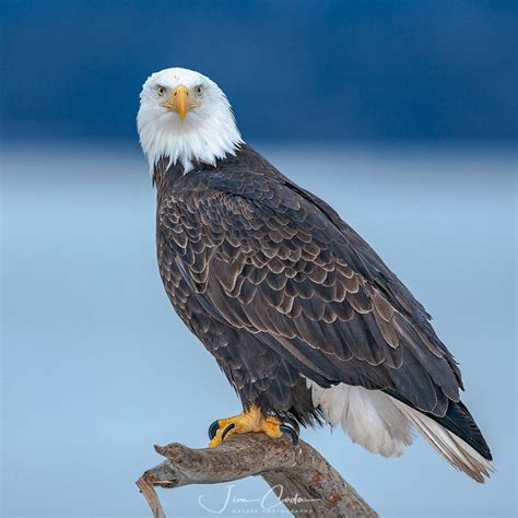 Bald Eagle, Alaska - Jim Coda Nature Photography