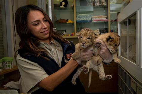 Hand-raised Lion Cubs Growing Strong at San Diego Zoo Safari Park - ZooBorns