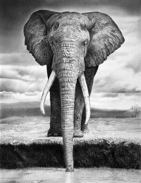 25 Beautiful and Realistic Animal Drawings around the world