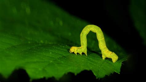 Geometer moth larvae, aka an inchworm - Bing Gallery