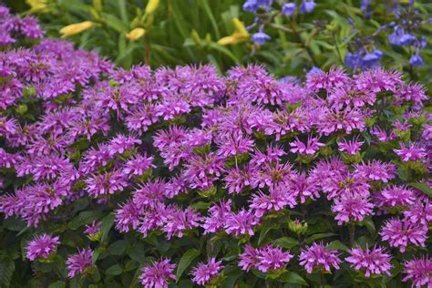 Monarda Pictures - National Garden Bureau