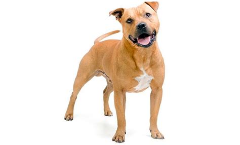 Staffordshire bull terrier - Características, temperamento y origen de ...