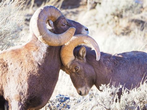 Where to find Yellowstone Wildlife - A Yellowstone Life