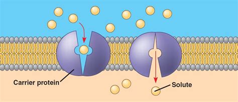 Carrier Proteins; Binding Proteins; Transport Proteins