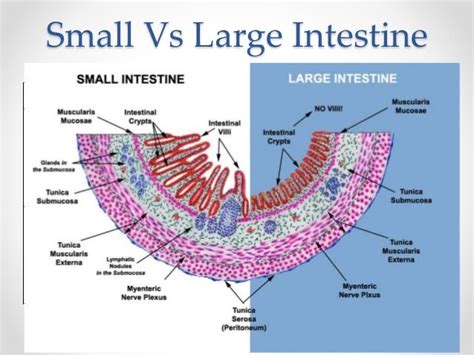 33 best Histology - GI - Layers, Junctions and Miscellaneous images on ...