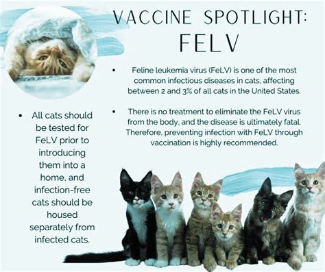 CHART OF FELINE LEUKEMIA (FeLV) VACCINE – Vet Care Solution