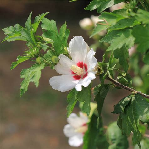 Seeds of Rose of Sharon - HIBISCUS SYRIACUS - The Original Garden