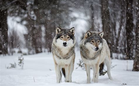 Download Snowfall Winter Snow Forest Animal Wolf HD Wallpaper