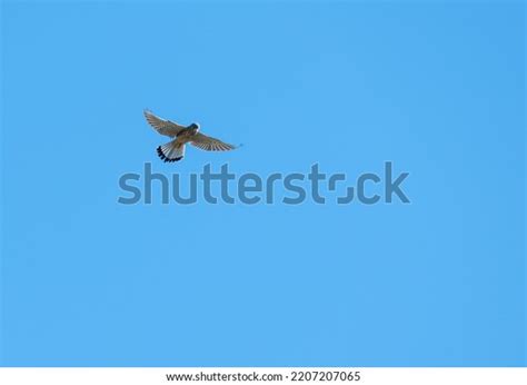 Photo Shows Common Kestrel Bird Flying Stock Photo 2207207065 ...