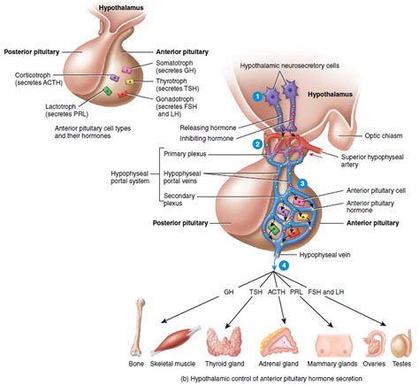 Hypophyseal portal system or hypothalamo hypophyseal portal system