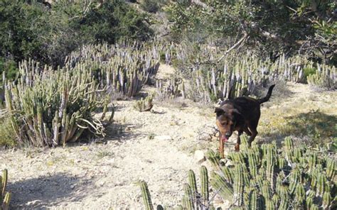 How to Keep Chiggers Off Dogs - Dog Discoveries