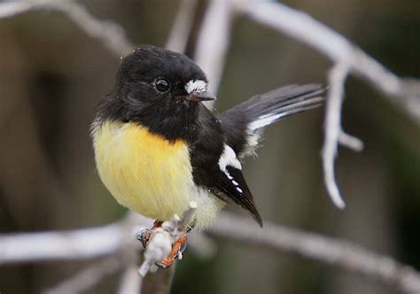 The New Zealand tomtit is a sweet little nugget - Australian Geographic