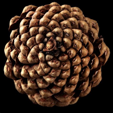 Fibonacci | This pine-cone is a cool example of a mathematic… | Flickr