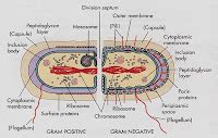 Bacterial cell structure & function