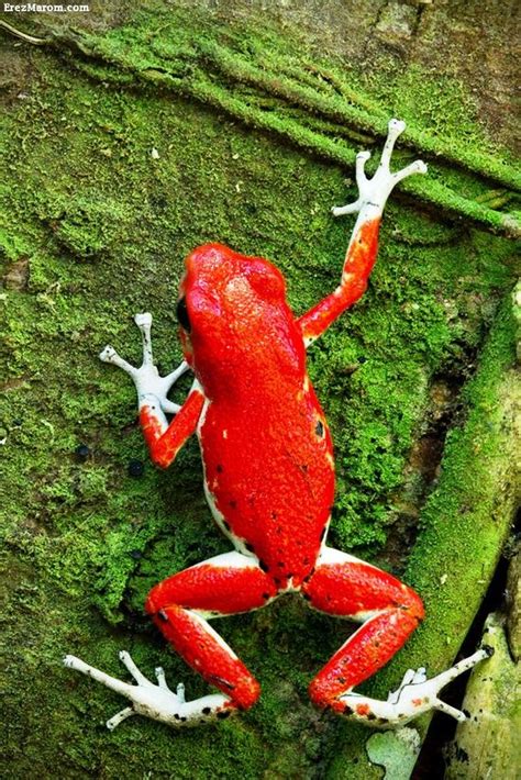 Most amazing colorful frogs that are not available to see everywhere ...