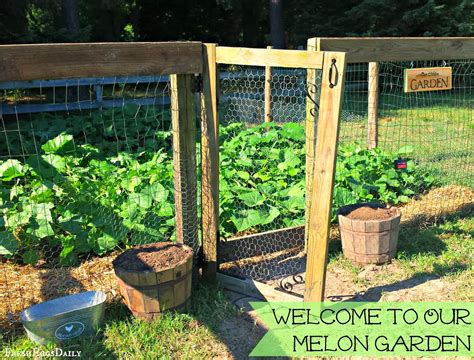 Our New Melon Garden | Stage One: Tilling and Planting - Fresh Eggs Daily® with Lisa Steele