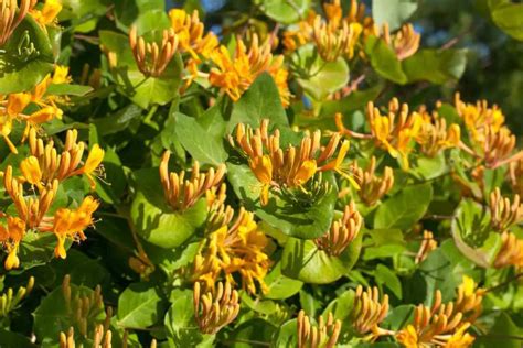 Honeysuckle Trees - The Complete Guide - Gardenia Organic