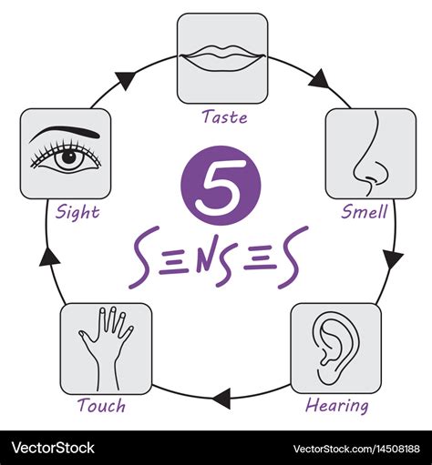 Five senses Royalty Free Vector Image - VectorStock