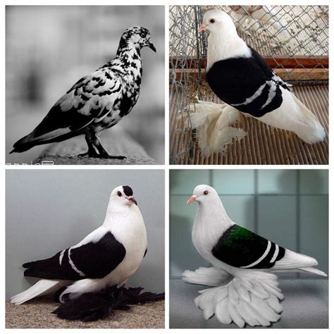 1000+ images about Fancy pigeons on Pinterest