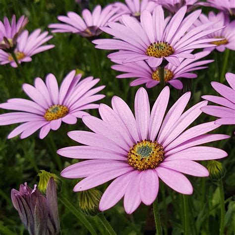 Buy African daisy Osteospermum jucundum