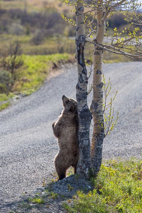 Grizzly bear and balsam poplar tree - AlaskaPhotoGraphics