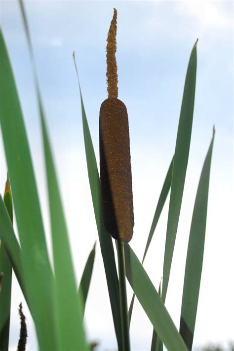 Bulrush Free Photo Download | FreeImages