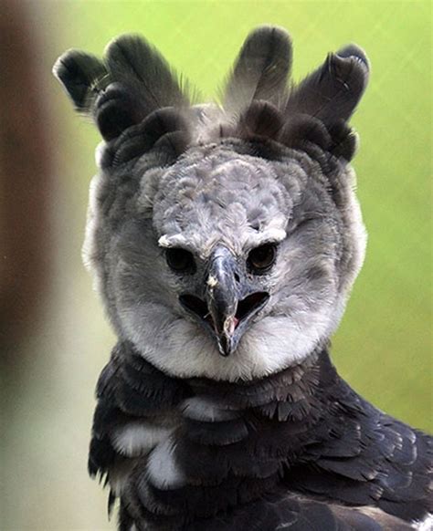 Harpy eagle (Harpia harpyja), it is Panama's national bird | Harpia ...