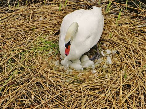 Swan Sweltering Nest · Free photo on Pixabay