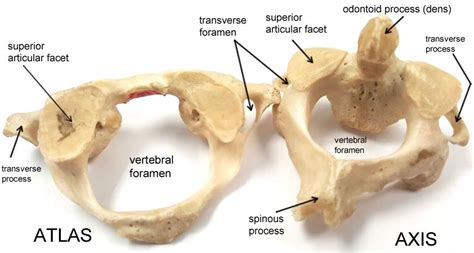 Atlas and Axis vertebrae | Human skeleton anatomy, Human body anatomy, Basic anatomy and physiology