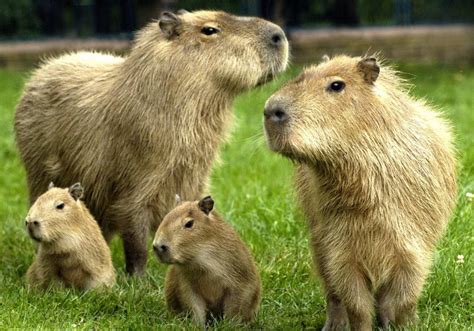 Capybara Family | Capybara, Baby animals pictures, Tame animals