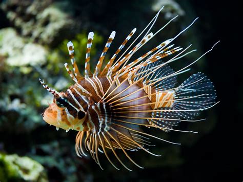 Pin by Juan Martín on Underwater Dreams | Lion fish, Underwater animals ...