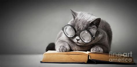 Funny cat in big glasses reading book. Photograph by Michal Bednarek - Pixels