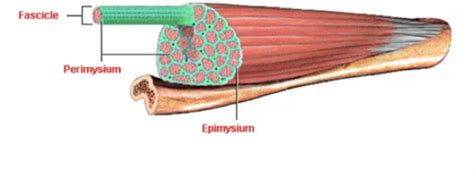 Muscle Construction - Hierarchy Flashcards | Quizlet