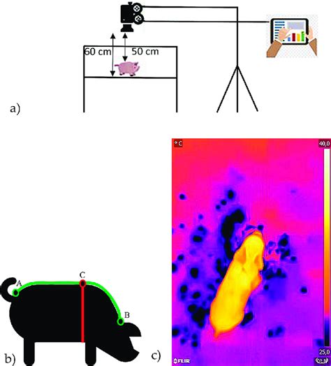 (a) Setup of thermal imaging, animal's individual top-view thermal... | Download Scientific Diagram