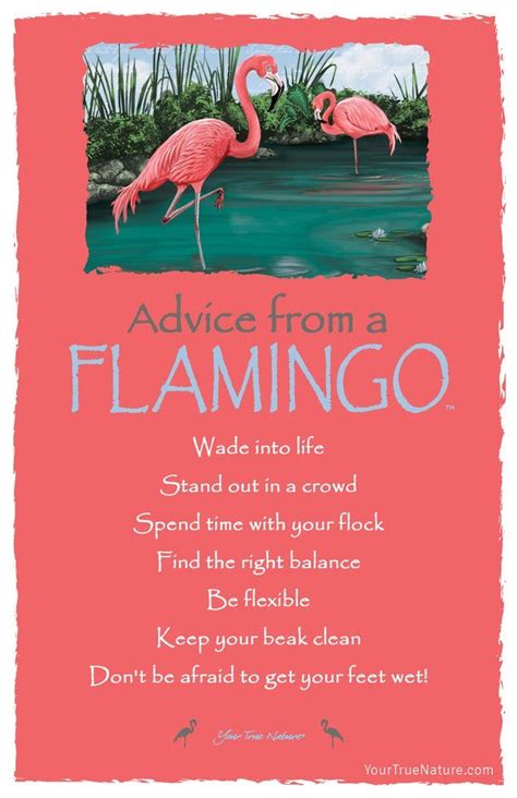 Advice from a Flamingo Frameable Art ... | Flamingos quote, Advice quotes, Nature quotes