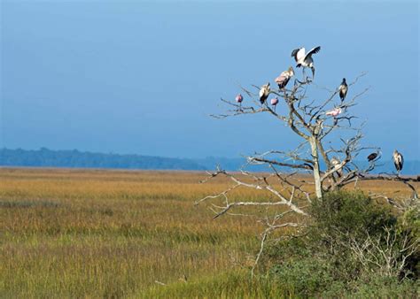 Estuaries | Wildlife Journal Junior