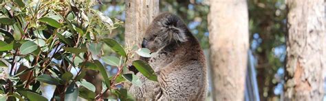 Port Stephens Koala Sanctuary finalist in 2022 NSW Tourism Awards ...