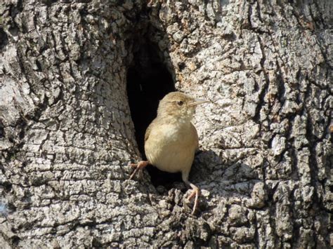 Where Do House Wrens Nest? What Are the House Wren's Nesting Habits? - Optics Mag