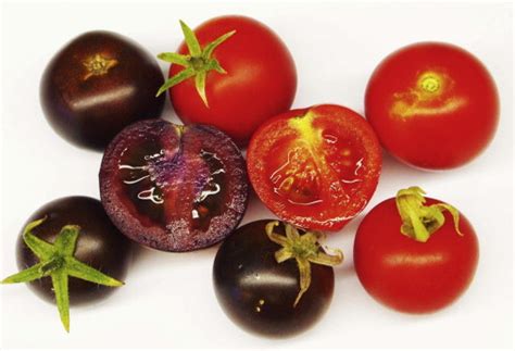 Purple Tomatoes: Longer Lasting, Less Disease, and Better for You: Current Biology