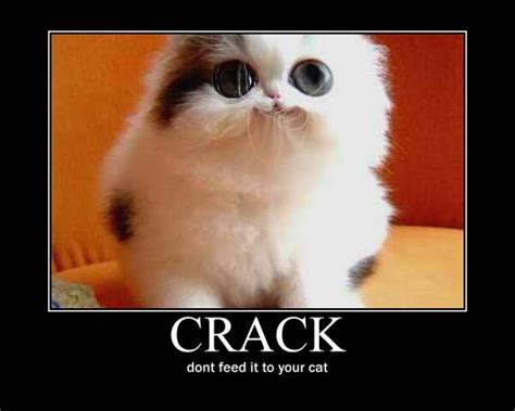 Crack it wasn't meant for cats - Meme by likeAbau572 :) Memedroid