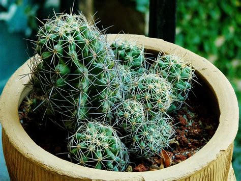Cactus Cacti Plant Potted · Free photo on Pixabay