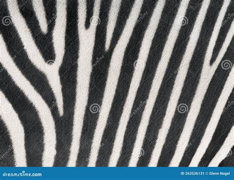 Zebra Stripes stock image. Image of background, animal - 263536131