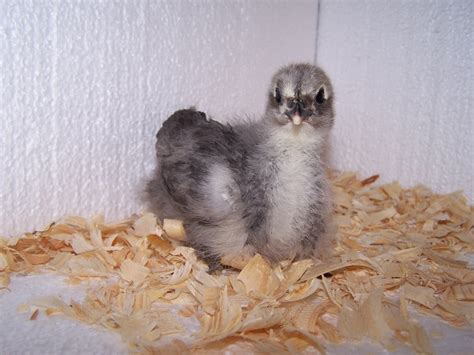 Caring for Baby Chicks - Chicken Ridge Farm